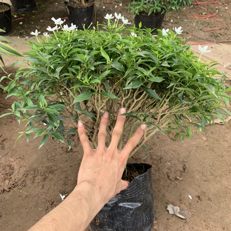 Cây mai vạn phúc bán kính 35-45cm, cây hoa tạo dáng tròn đẹp mắt, trồng trang trí cảnh quan sân vườn
