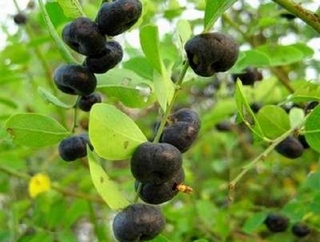 Cây phèn đen 1kg