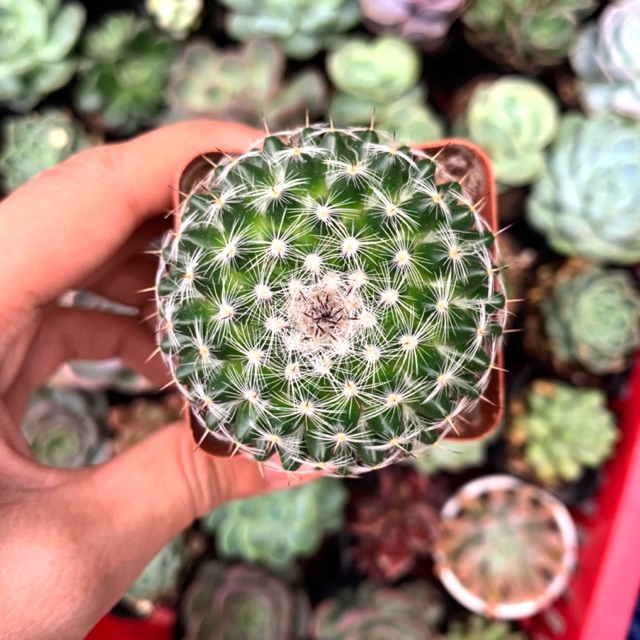 XƯƠNG RỒNG BÁNH SINH NHẬT SIÊNG HOA SỐNG DAI LẮM NGƯỜI ƠI