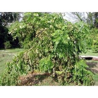 CÂY GIỐNG CÓC THÁI LÙN SIÊU QUẢ, DÒNG QUẢ SỚM, CAM KẾT chuẩn hàng F1, năng suất cao