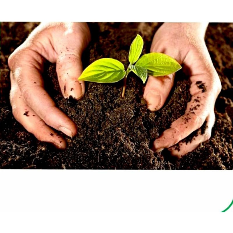 Đất Trồng Mai TRIBAT 10Kg 20dm Đã Trộn Phân