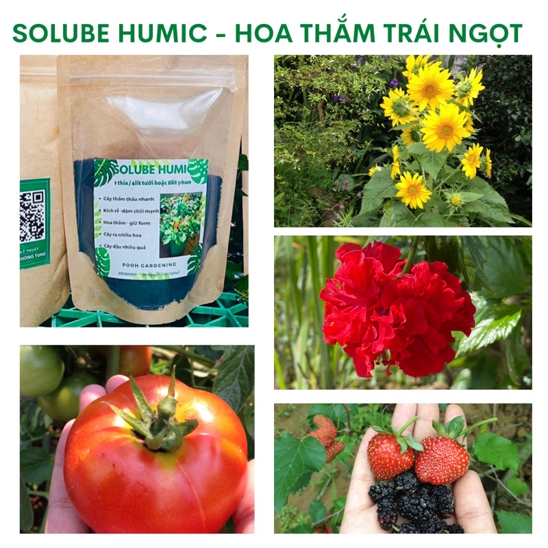 SOLUBE HUMIC HOA THẮM CHUẨN MÀU - SP DÙNG INDOOR PLANT CÂY TRONG NHÀ VÀ CÁC VƯỜN HOA BAN CÔNG NHỎ
