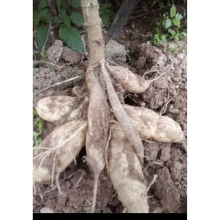 Củ Giống Thược Dược Ngoại (Giống Hoa)