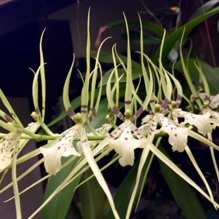 Lan Vũ nữ nhện xanh