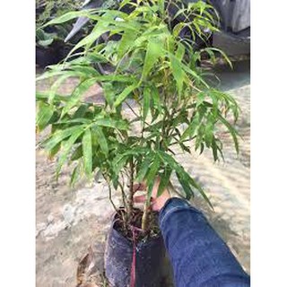 CHẬU CÂY TRÚC ĐÙI GÀ ĐẸP