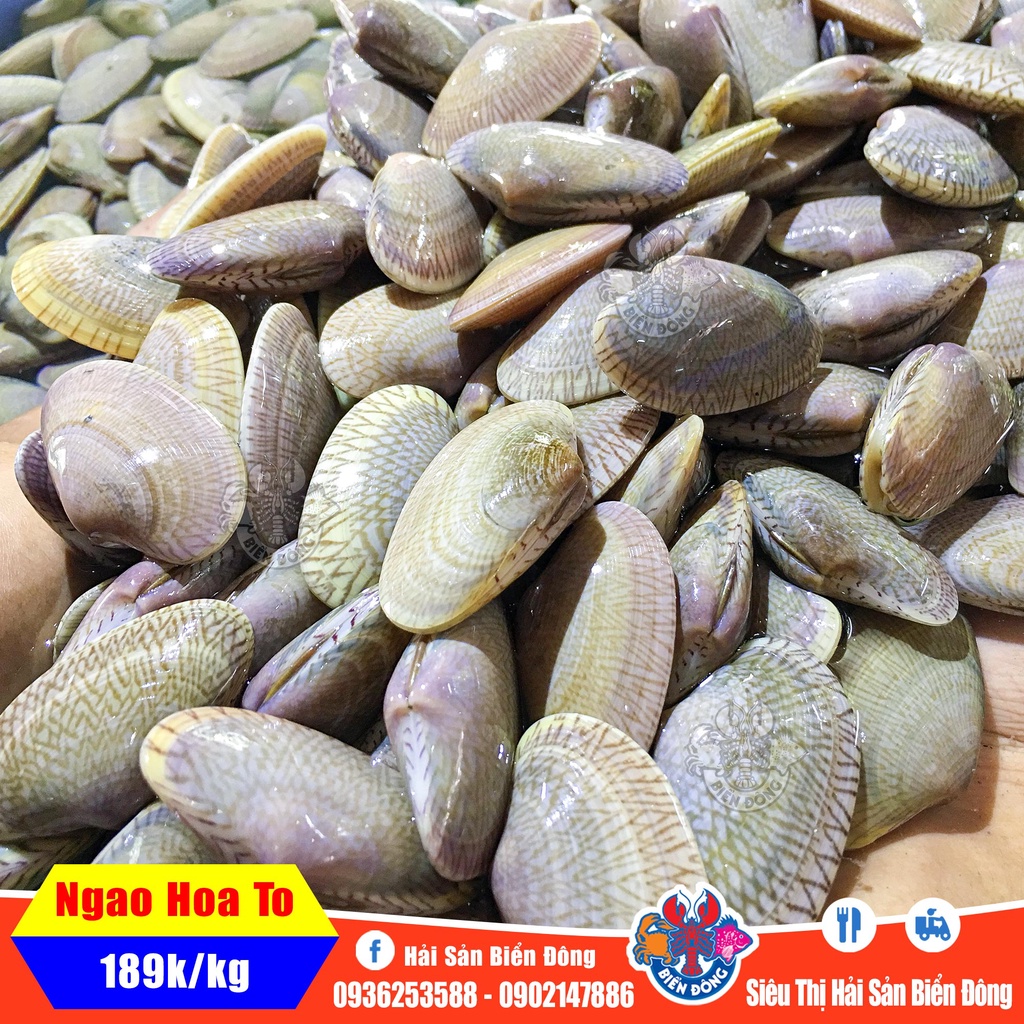 NGAO HOA sống đang bơi loại to, sản phẩm của Hải Sản Biển Đông ở Hà Nội
