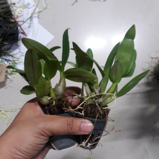 Hoa lan Denro mini ( Cây không hoa)