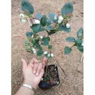 Cây việt quất tứ quý