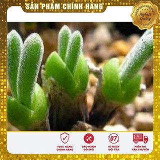 Hạt Giống Cây Tai Thỏ Lucky ( 5 hạt)