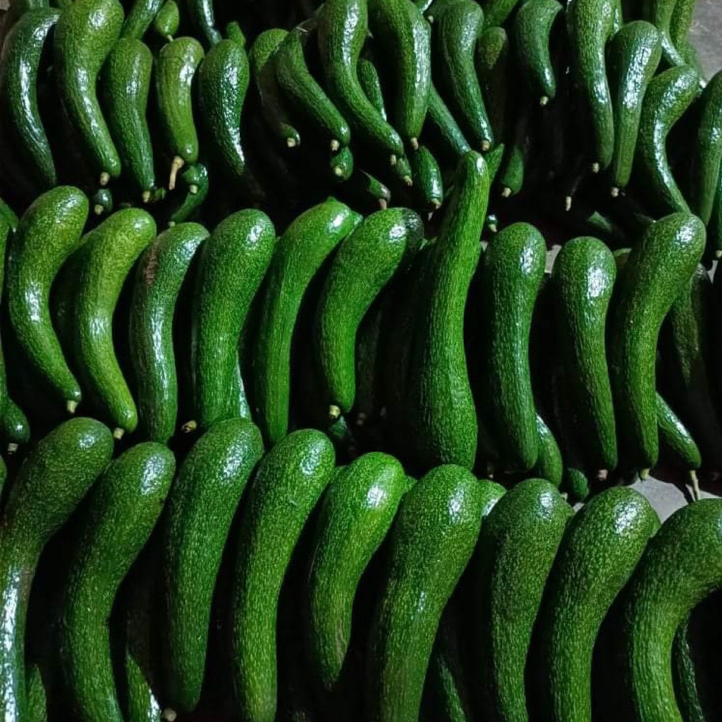 Bơ 034 Lâm Đồng- Bơ sáp - Bơ Booth nhà trồng- Hàng sẵn tại HCM- Giao hỏa tốc