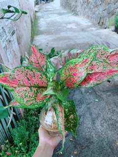 Chậu Cây Vạn Lộc Thuỷ Sinh