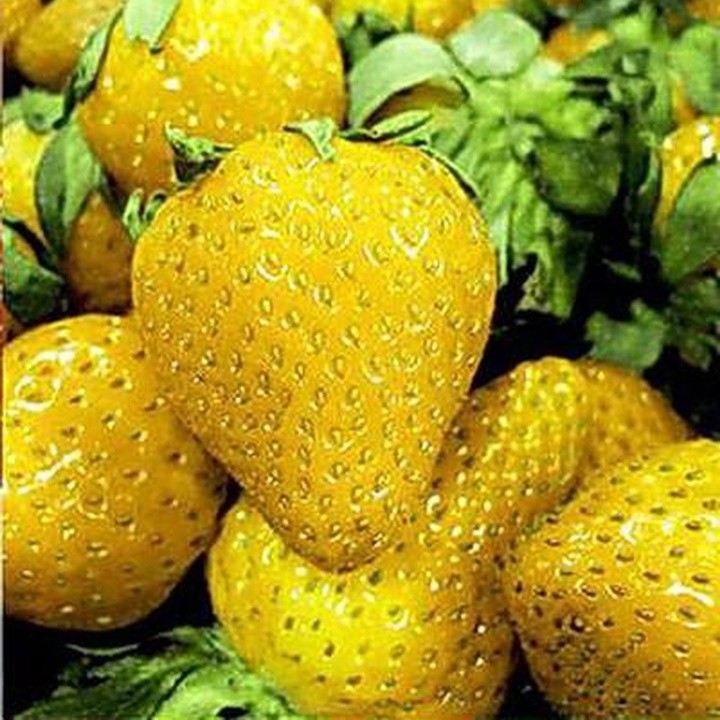 Hạt giống dâu tây vàng