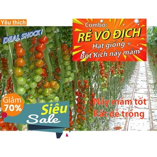 Hạt giống cà chua bi chùm -