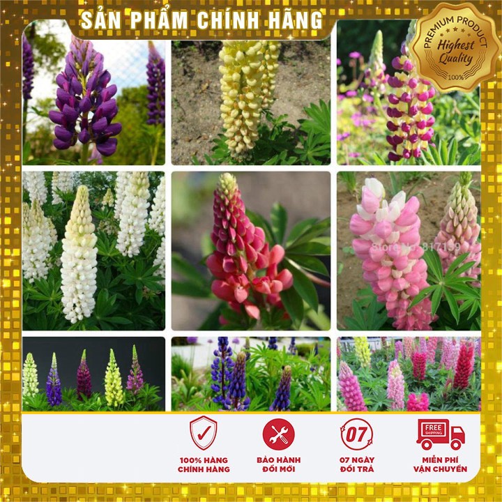 Hạt Giống Hoa Đậu Lupin mix nhiều màu LUCKY SEEDS