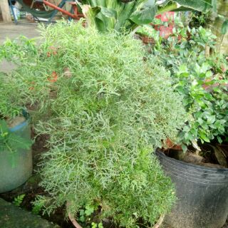 Cây đinh lăng lớn cao 40 - 50cm