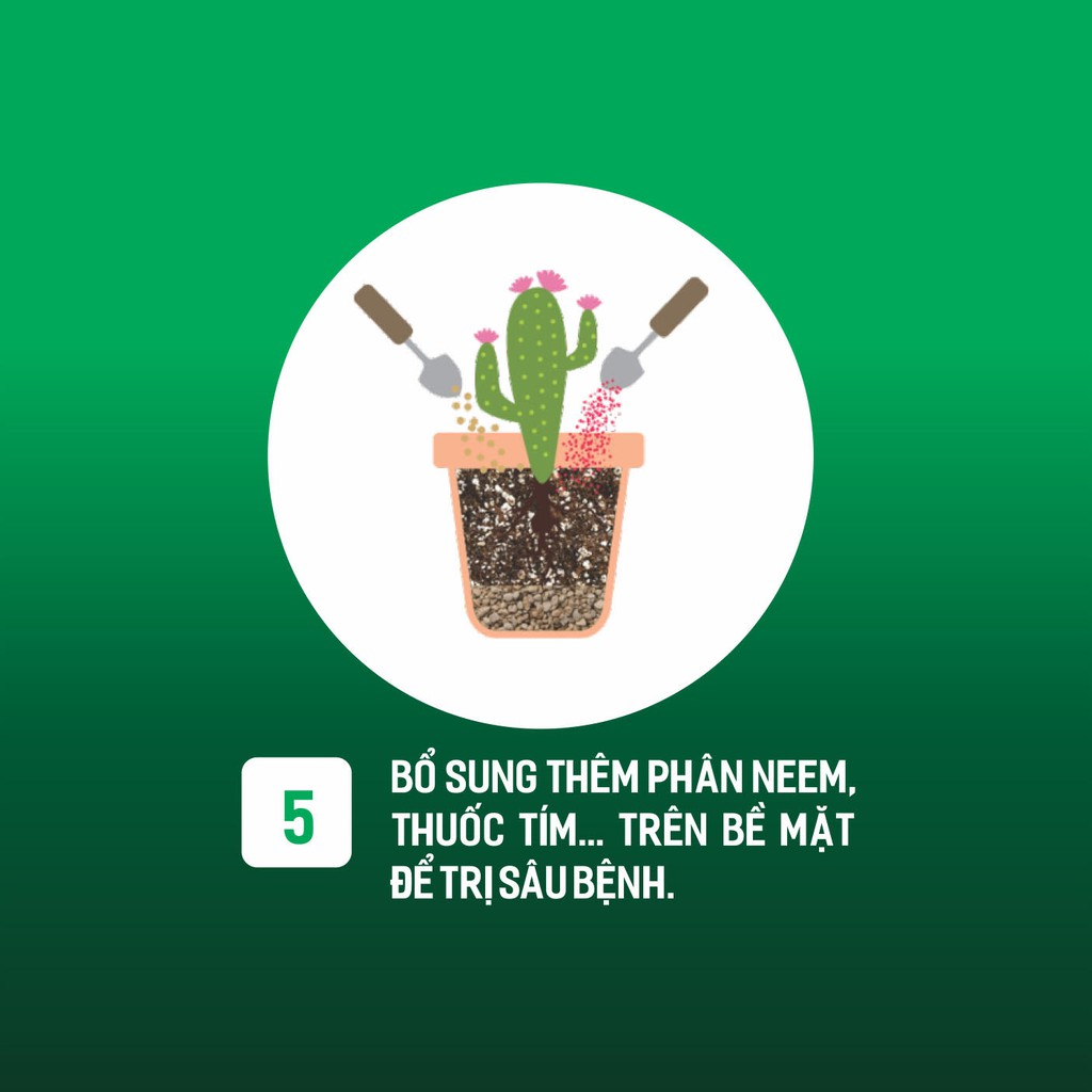 3KG SOIL MIX - Giá thể trồng sen đá, xương rồng, hoa hồng