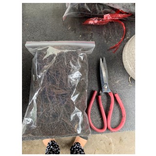 Dớn cọng trồng cây