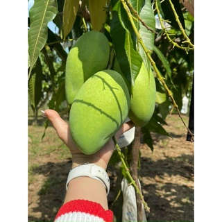 Cây giống xoài cát hòa lộc