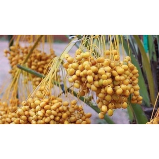 com bo 2 cây giống chà là ăn quả