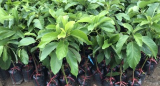 Cây giống Bơ sáp 034