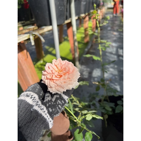 Hồng leo Abraham Darby Davis ausin