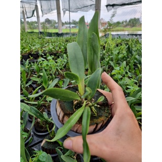 Hoa lan thiên thần lửa