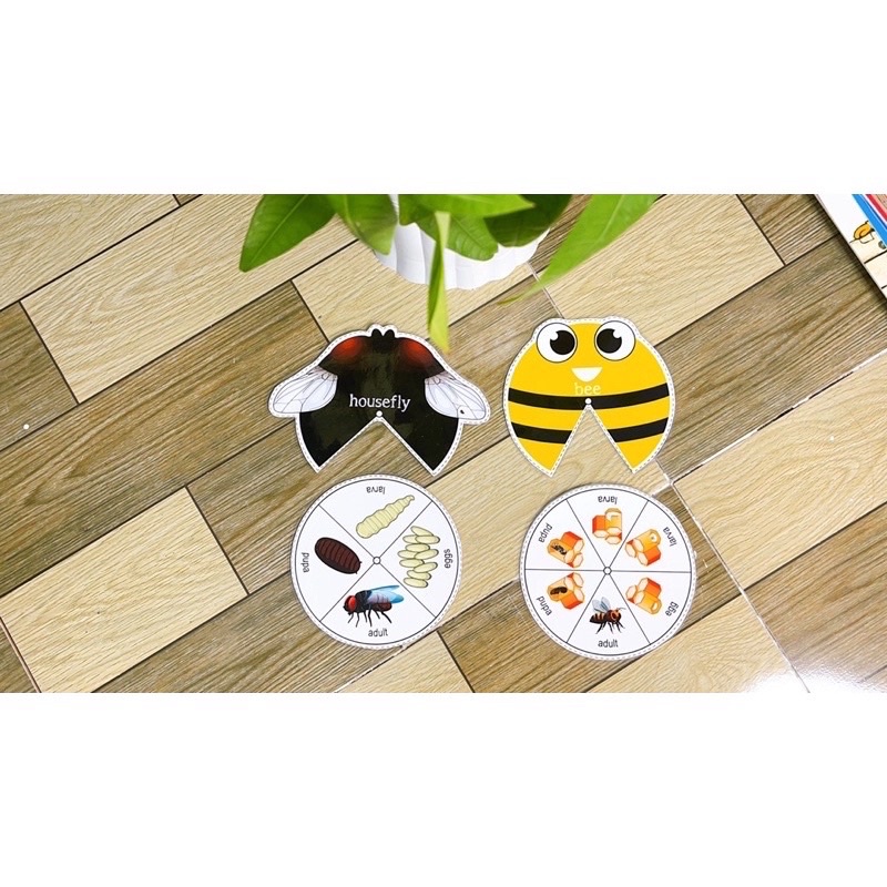 Học liệu montessori vòng đời các con vật