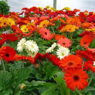 Gói 100 Hạt Giống Hoa Đồng Tiền Kép Lùn - Mix (Gerbera) luckyseed hạt siêu rẻ
