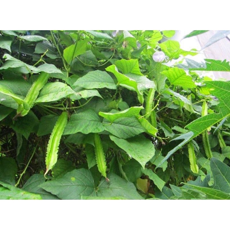 Hạt Giống Đậu Rồng HN-02 Sai Trái gói 10g