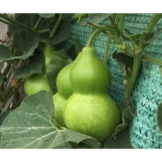 Hạt giống bầu hồ lô (2G)