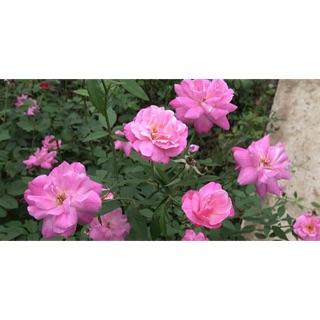 Cây hoa hồng quế