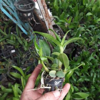 9 loại denro nắng