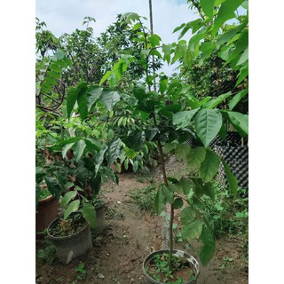 Cây Quất hồng bì