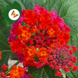 Hoa ngũ sắc Thái lan đỏ nhung