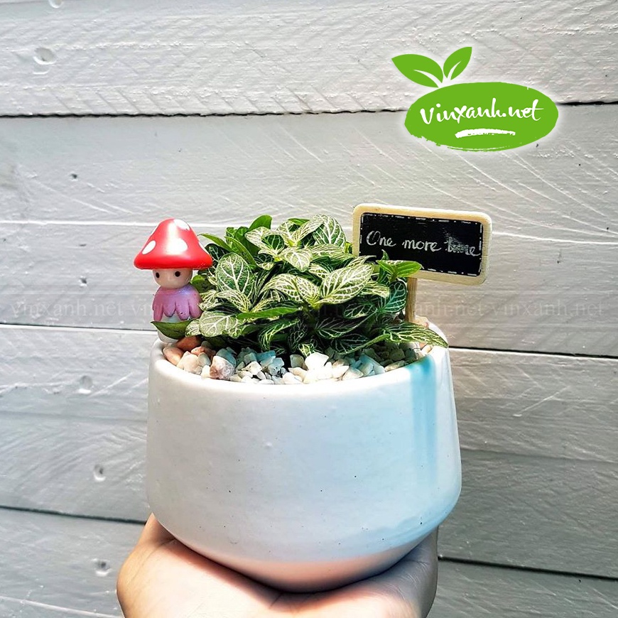 Chậu để bàn đường kính 6cm 9cm 12cm