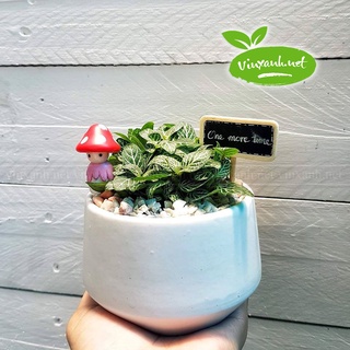 Chậu để bàn đường kính 6cm 9cm 12cm