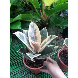 Cây đa búp đỏ cẩm thạch 1 thân size 50-60cm (chỉ giao hỏa tốc HCM)