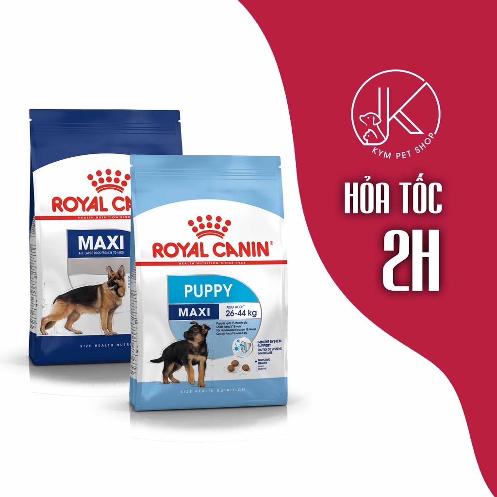 ROYAL CANIN MAXI - Thức ăn hạt khô cho chó kích cỡ Maxi (Cân nặng từ 26 - 44kg)