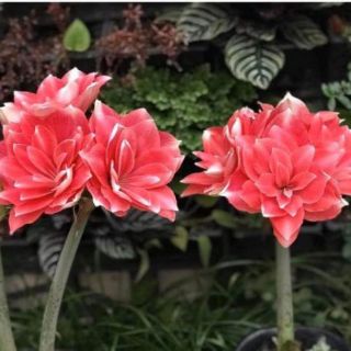 Củ lan huệ kép Siêu to
