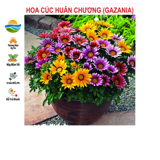 Hạt giống hoa cúc huân chương 50 hạt
