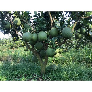 Bưởi sạch hữu cơ nhà vườn