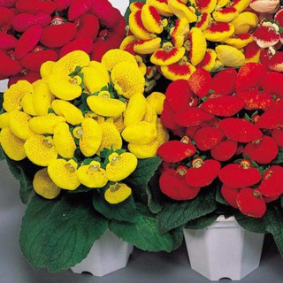 HẠT GIỐNG HOA HUYỀN SÂM