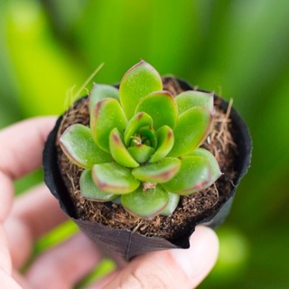 Sen đá viền lửa lá nhọn 5-7cm - Vườn sen đá