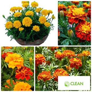 Hạt giống Cúc vạn thọ Pháp
