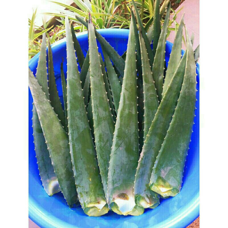 1bẹ nha đam