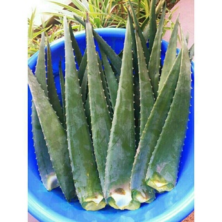 4kg bẹ nha đam tươi (chỉ giao khu vực miền Nam)