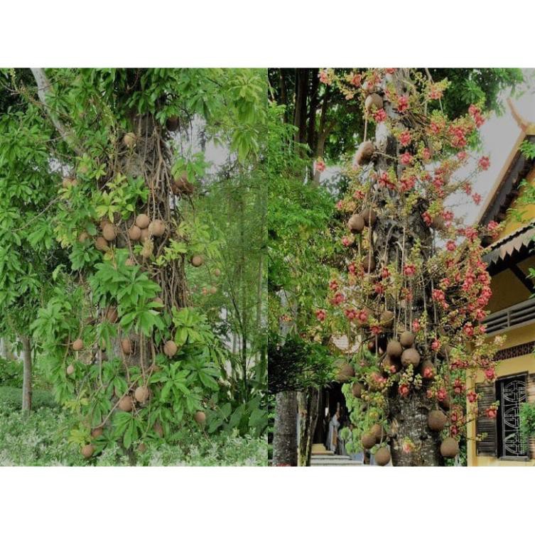 Sản phẩm cây giống SALA - cây giống gửi đi nguyên bầu + Tặng  phân hữu cơ cao cấp