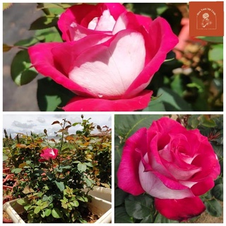 Hoa hồng ngoại Monica Bellucci –Màu hống đậm đầy sức lôi cuốn-HoaTuoiMeLinh