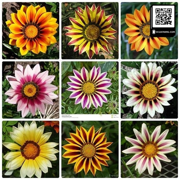 Hạt giống hoa cúc huân chương