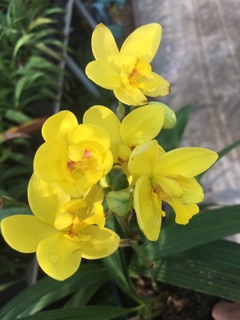 Cây Lan chu đỉnh vàng